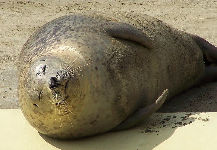 Besuch bei den Heulern