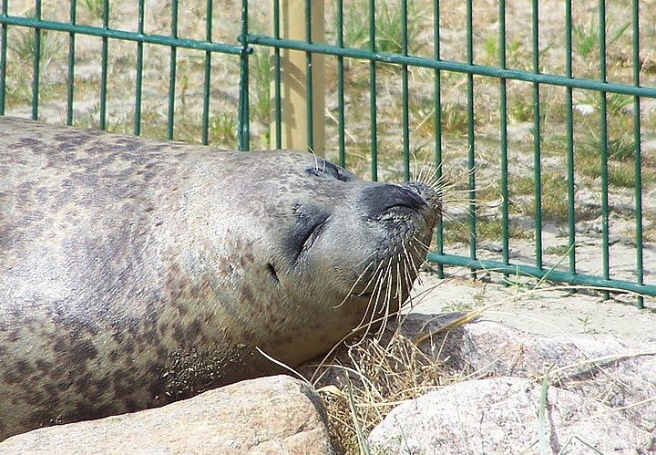 Besuch bei den Heulern