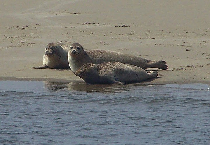 Besuch bei den Heulern