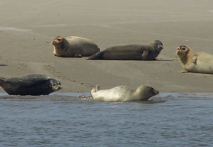 Besuch bei den Heulern