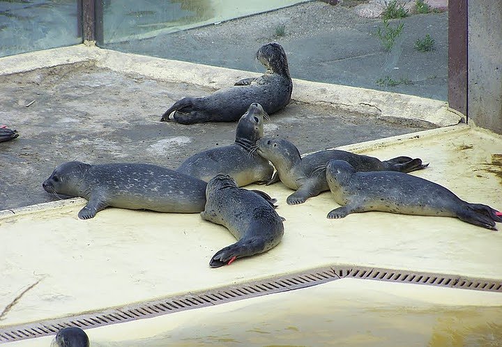 Besuch bei den Heulern