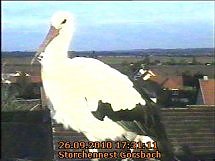 Neues aus dem Storchennest