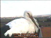 Neues aus dem Storchennest