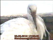 Neues aus dem Storchennest