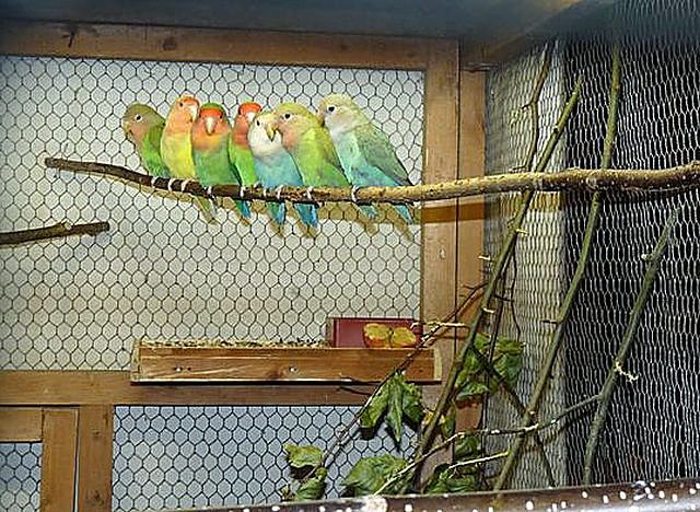 Vogelausstellung in Sondershausen