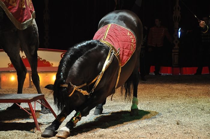 Zirkus Aeros in Nordhausen