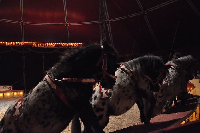 Zirkus Aeros in Nordhausen