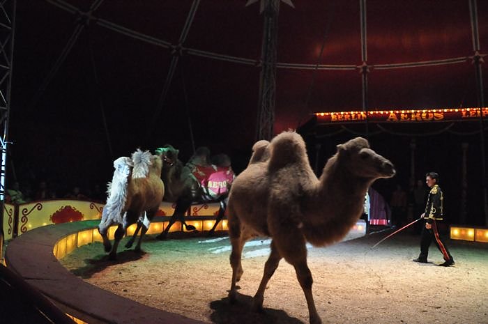 Zirkus Aeros in Nordhausen