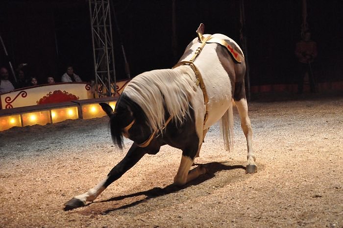 Zirkus Aeros in Nordhausen