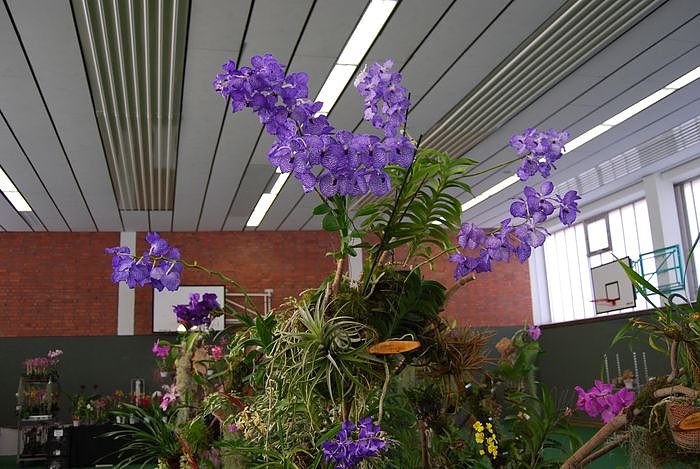 Zauberhafte Sch&ouml;nheiten