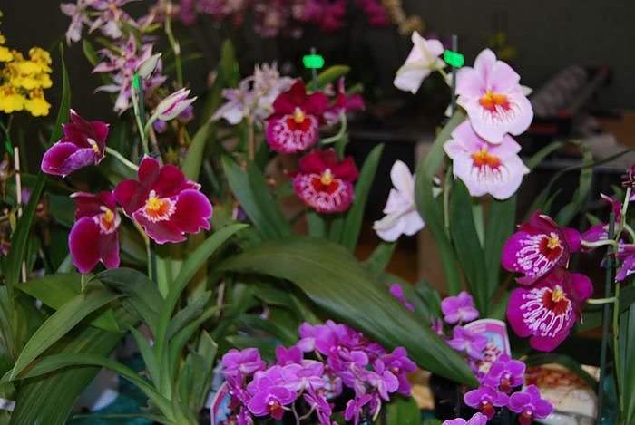 Zauberhafte Sch&ouml;nheiten