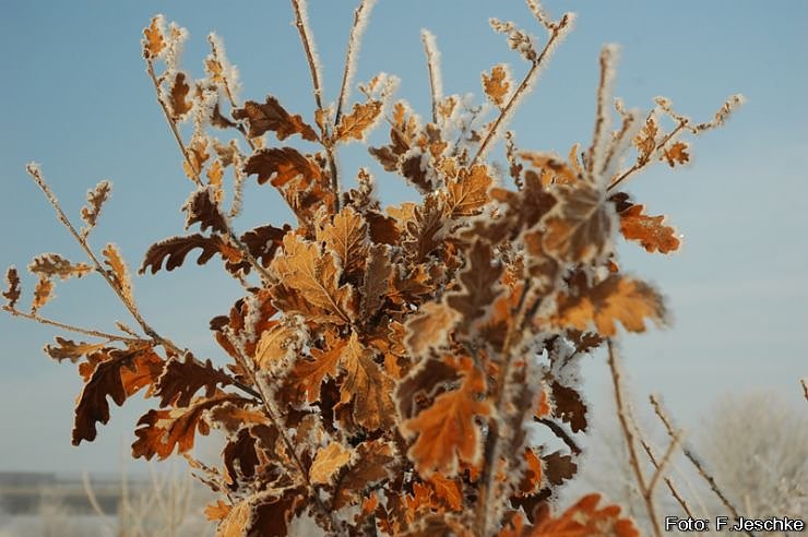 Sonnig-frostiger Morgen