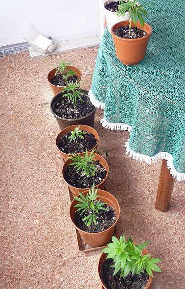 Bild: Cannabisanbau im Kleingarten