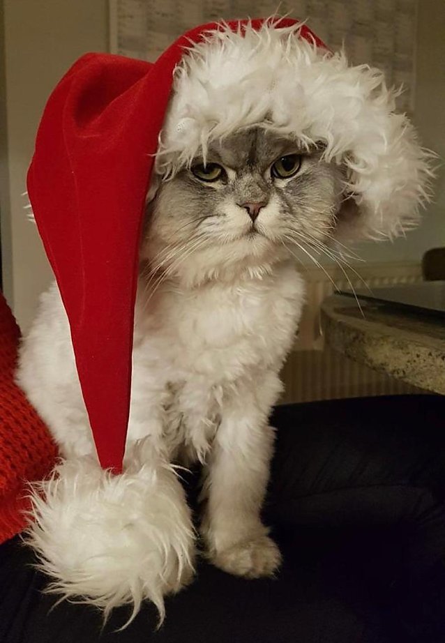 Bild: Weihnachtskater Willi 2022